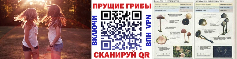 blacksprut как зайти  цены   Неман  Галлюциногенные грибы Cubensis 